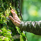 A man's hand touch the tree trunk close-up.