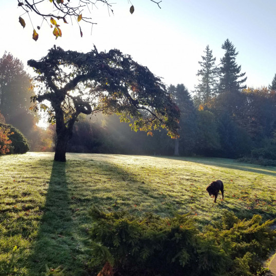 A peaceful dog meanders under the iconic cherry tree on a frosty morning.