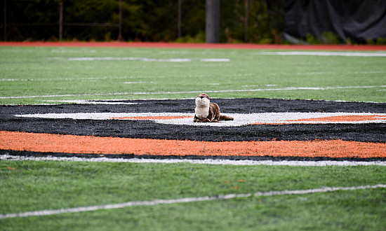 River otter plush sitting in the middle of the football field.